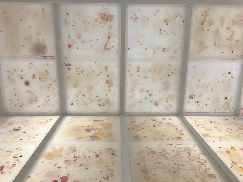 Image: Ryan F Mandelbaum/Anicka Yi/The Guggenheim Museum